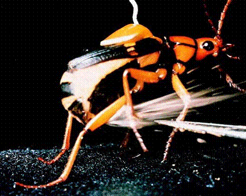 Bombardier Beetle
